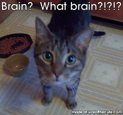 Brain?  What brain?!?!?