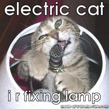 electric cat