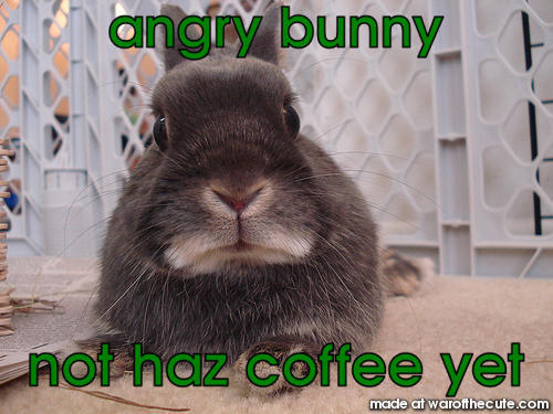 angry bunny