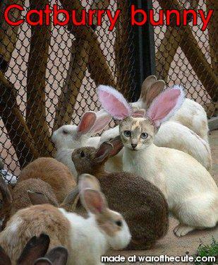 Catburry bunny