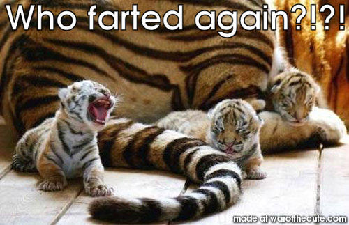 Who farted again?!?!
