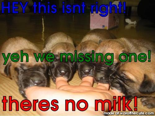 Pups trying to get milk from a finger (by erin)