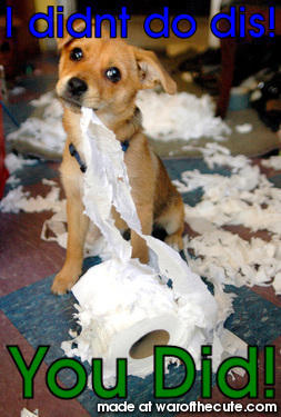Puppy Ripping up toilet paper