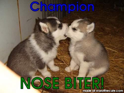 Husky Biting Other Huskys Nose