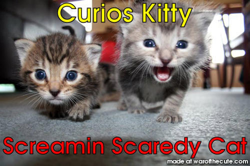 Curioscat scared Cat 
