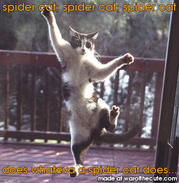 spider cat