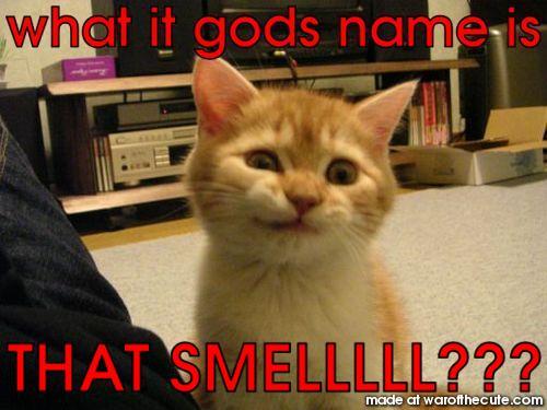 SMELL???
