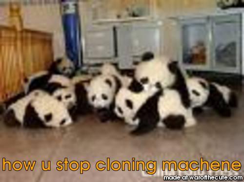 many pandas