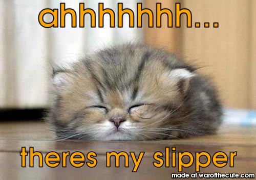 slipper cat