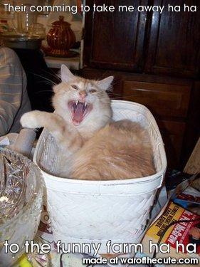 basket case kitty