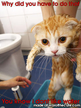 Wet cat