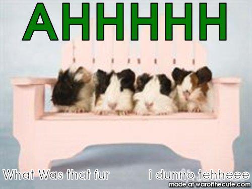 $ Guinea Pigs