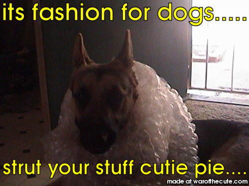 a fashionable dog... interesting