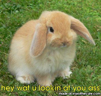 swearing bunny wabbit