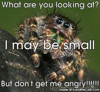 Angry spider 