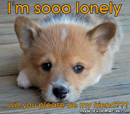 lonely dog