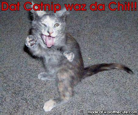 Dat Catnip waz da Chit!!
