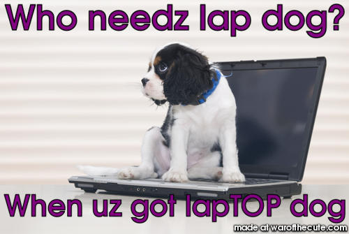 Laptop dog