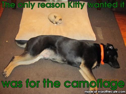 Camoflage Kitty