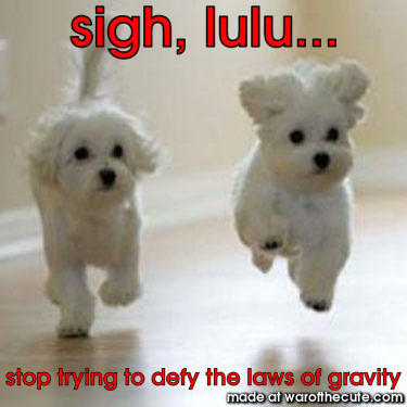 gravity puppy