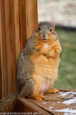 tubby squirrel