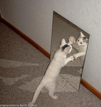 kitty in the mirror