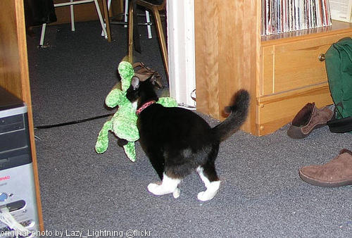 kitty with a big toy