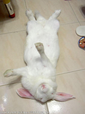 rabbit passed out