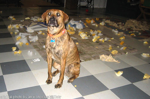 doggie creates disaster