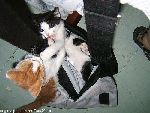 kitties playing