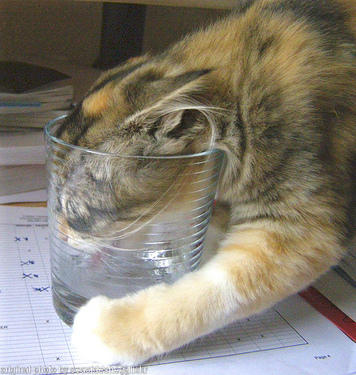 cat with it's head in a glass