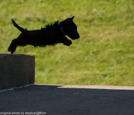 doggie taking the leap