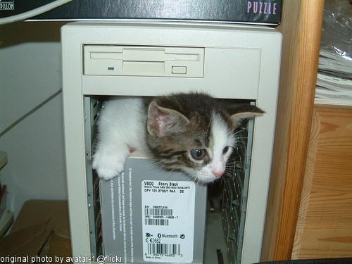 kitten stuck in a computer