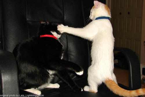 cats boxing