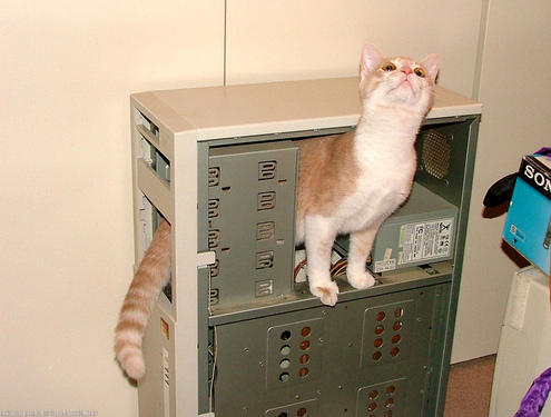 cat in the computer