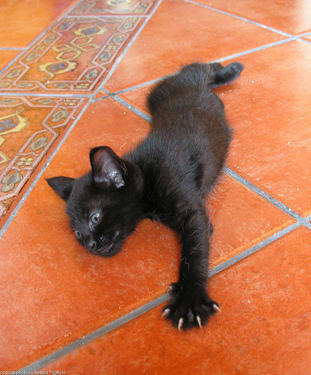 kitten stretching out