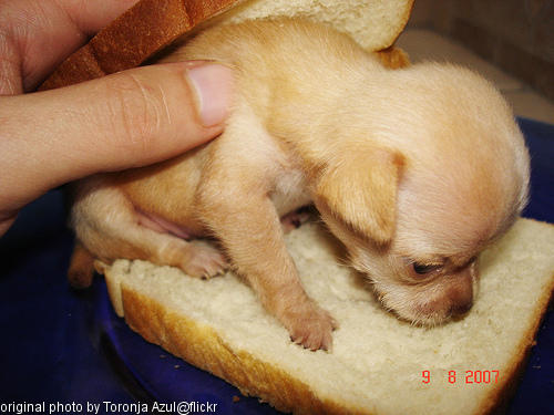 a doggie sandwich
