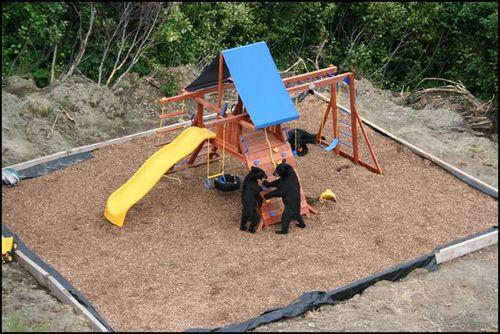 bears on the playground