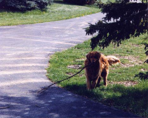 our dog with a giant tree branch