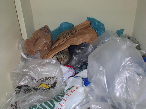 cat hiding under trash bags in the closet
