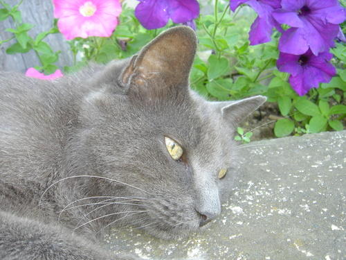 Our cat Tubby by the flowers