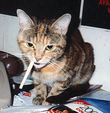 cat smoking a cigarette