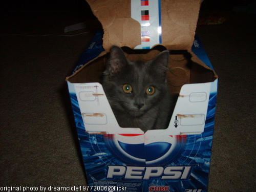 cat in a pepsi box