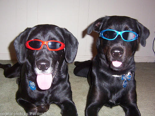 two labs wearing sun glasses