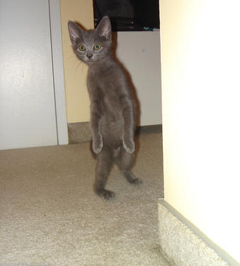 kitten standing up