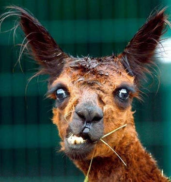 crazy llama with ugly teeth