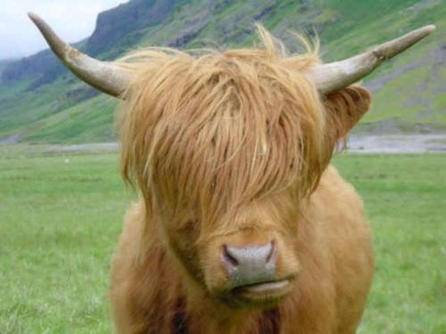 Bull with funny hair