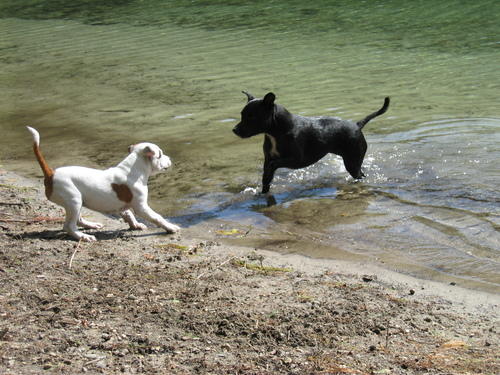 two dogs in the water