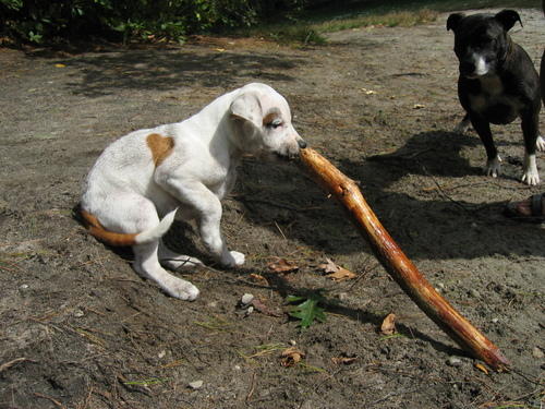dog with a big stick