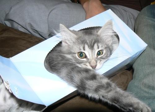 kitten vs. kleanex box